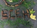 Autumn leaves (7)