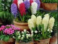 Hyacinth (10)