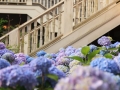 Hydrangea (25)